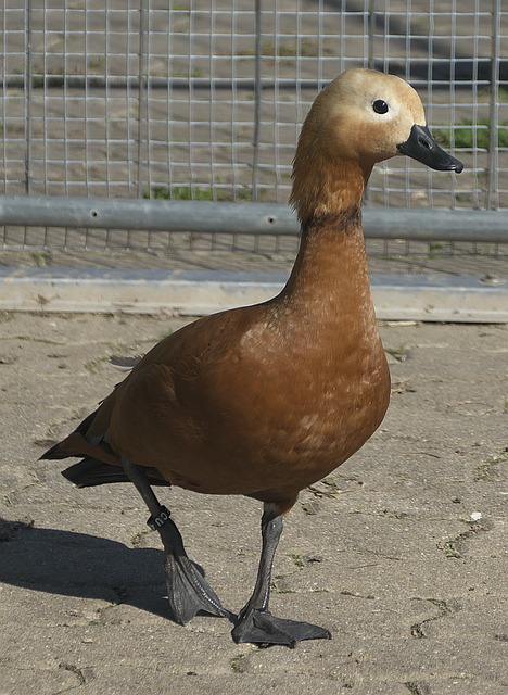 所欠缺
